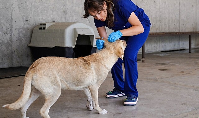 Yılın ilk 6 ayında İzmir’deki barınaklardan 500 köpek sahiplendirildi